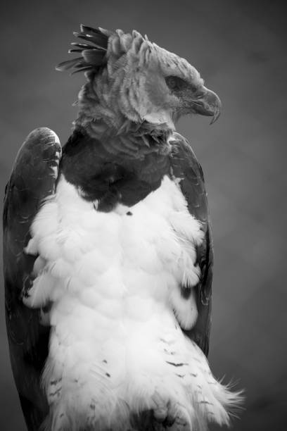istock Harpy of Brazil 1351926496