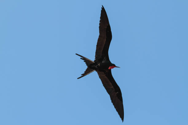 istock Frigatebird, North Seymour, Galapagos Islands 1351928201