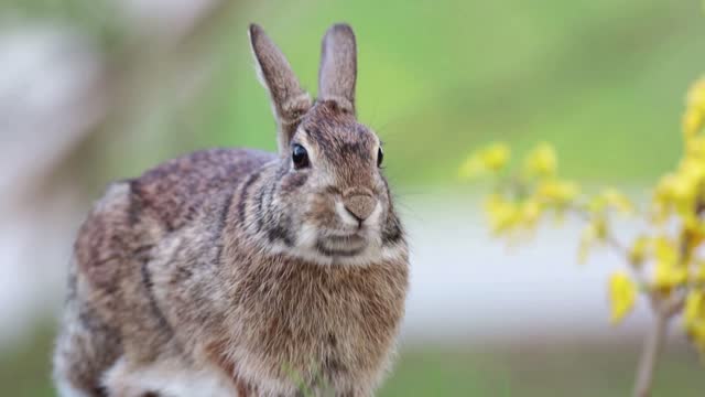 Small Cottontail Rabbit standing moving mouth appears to talk soft background
