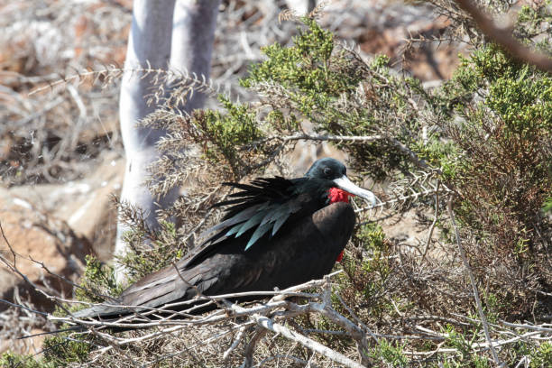 istock Frigatebird, North Seymour, Galapagos Islands 1351928226