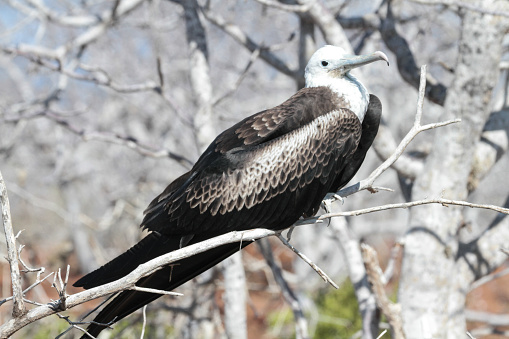 Frigate birds are in the family of seabirds which are found across all tropical and subtropical waters. They are able to soar for weeks in wind currents.