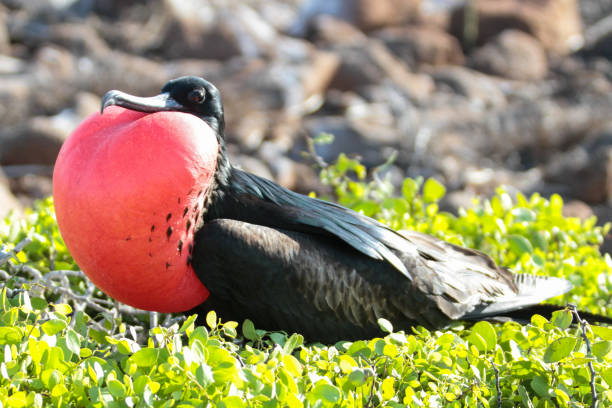 istock Frigatebird, North Seymour, Galapagos Islands 1351929491