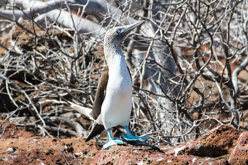 Red-footed booby, Genovesa Island, Galapagos Islands, Ecuador