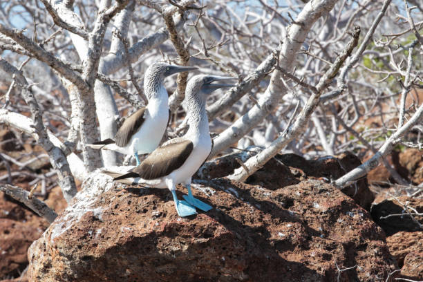 Blue footed bobbies are in the family of marine birds which are found across all tropical and subtropical waters. They are easily recognizable by its bright blue feet
