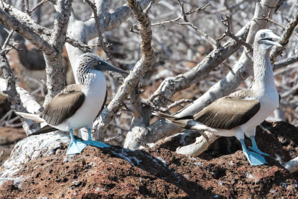 istock Blue footed boobies, North Seymour, Galapagos Islands 1351930575