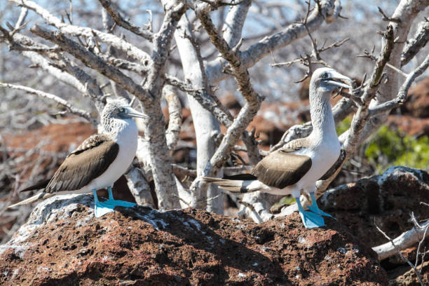 istock Blue footed boobies, North Seymour, Galapagos Islands 1351930588