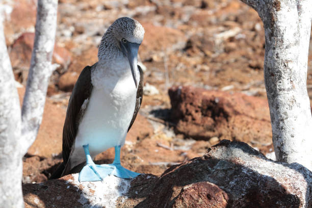 istock Blue footed boobies, North Seymour, Galapagos Islands 1351930594