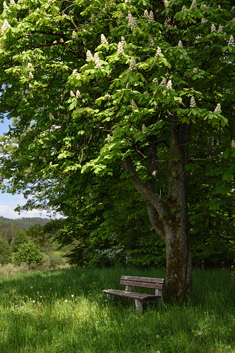 bench under a blossoming chestnut tree at the edge of a forest