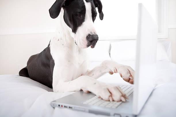Dog Great Dane using Laptop in bed stock photo