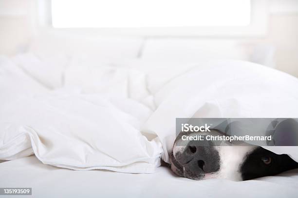 犬グレイトデインベッドに横たわる - くつろぐのストックフォトや画像を多数ご用意 - くつろぐ, まったり, イヌ科