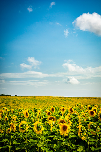 Sunshine illuminates bright yellow sunflowers in Dorset