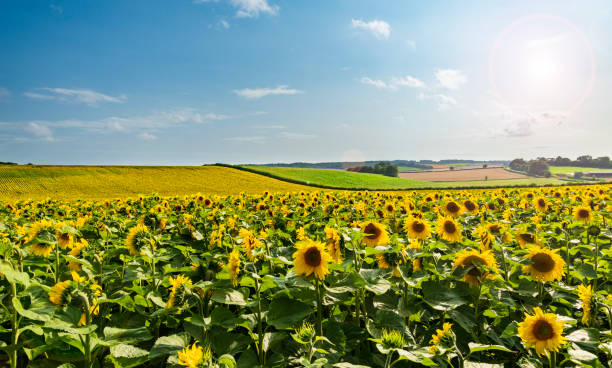 Fields of bright yellow sunflowers in Dorset
