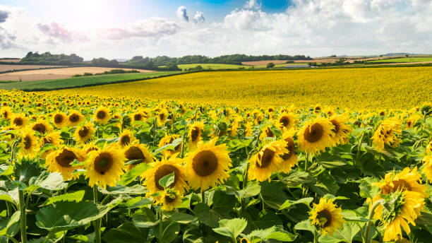 istock Fields of bright yellow sunflowers in Dorset 1351935341