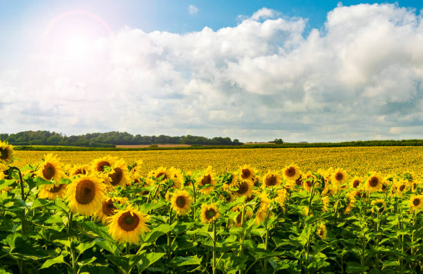 istock Fields of bright yellow sunflowers in Dorset 1351935418