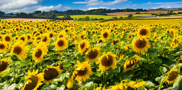 istock Fields of bright yellow sunflowers in Dorset 1351935426