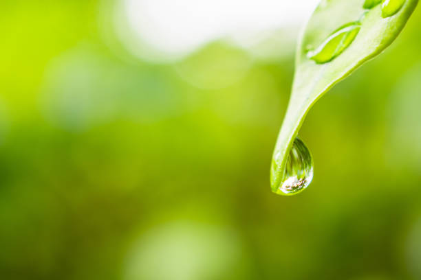 istock rain water drop on green leaf closeup natural background 1351935435