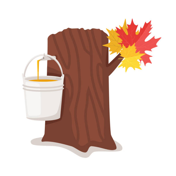 ilustrações, clipart, desenhos animados e ícones de maple_syrup-temp_17.eps - maple tree