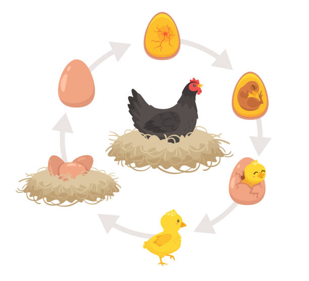 program edukacyjny dla dzieci procesu wylęgu. - healthcare and medicine backgrounds eggs animal egg stock illustrations