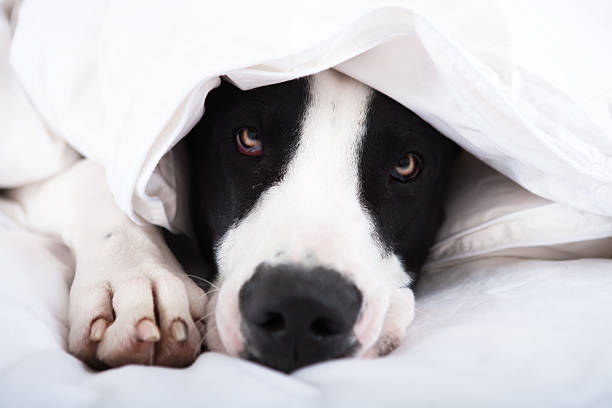 istock Dog Great Dane lying on bed 135193560
