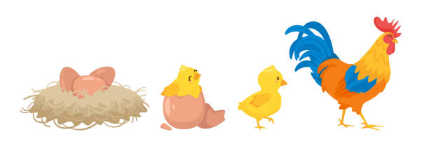 słodki szczęśliwy nowonarodzony żółty pisklę uwalnia się - healthcare and medicine backgrounds eggs animal egg stock illustrations