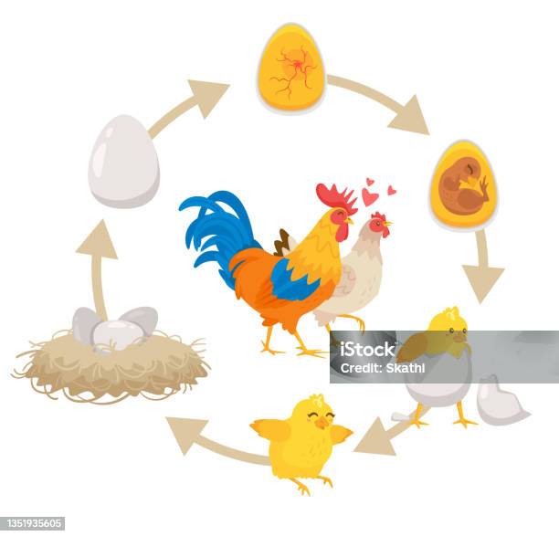 Kids Educational Scheme Of The Hatching Process Stock Illustration Kids Educational Scheme Of The Hatching Process Stock Illustration