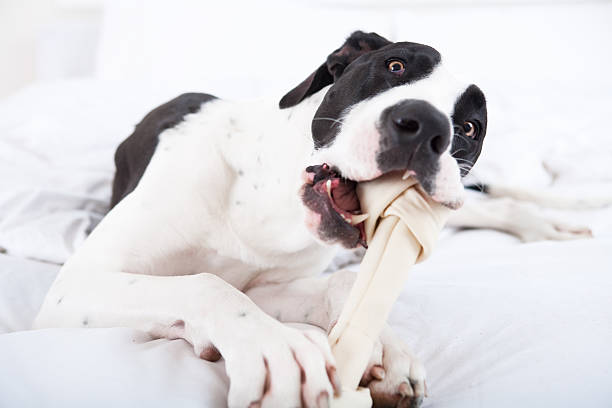 Dog Great Dane eating his bone in bed