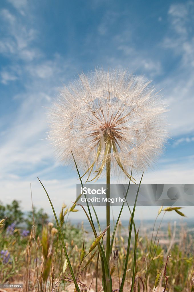 Dandelion on Mountain A large, perfect dandelion perched atop a mountain that overlooks a well established city. City Stock Photo