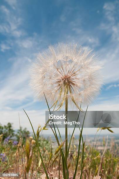Dandelion On Mountain Stock Photo - Download Image Now - City, Copy Space, Dandelion
