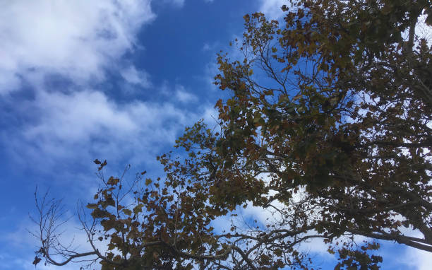 istock Autumn Sycamore 1351938858