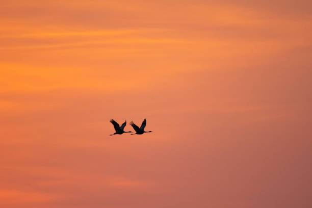istock Pair of white-naped cranes flying in dawn 1351940187