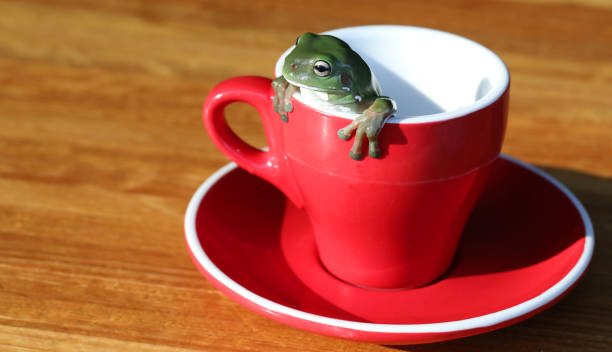 coffee break con una rana arbórea verde - whites tree frog fotografías e imágenes de stock