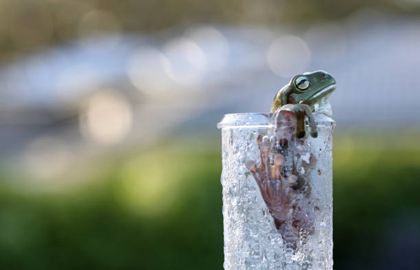 grüner laubfrosch überprüft den regenmesser - whites tree frog stock-fotos und bilder