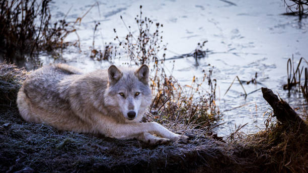 미국 회색 늑대는 서리의 어느 아침, 전면 다리를 교차 연못 근처에 누워. - canadian timber wolf 뉴스 사진 이미지