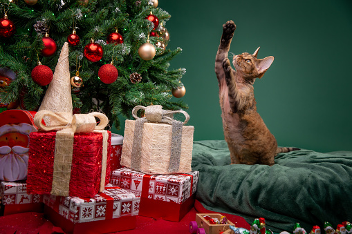 Playful cat under the Christmas tree