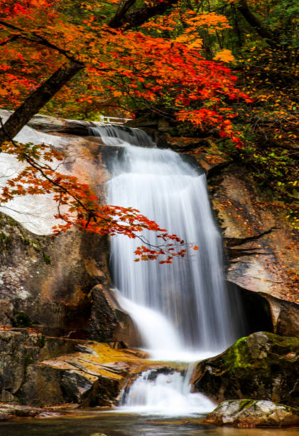 Beautiful waterfall and autumn leaves of Edan Falls Valley in Bangtaesan Natural Recreation Forest Beautiful waterfalls and autumn leaves of Edan Falls Valley in Bangtaesan Mountain Recreational Forest, Inje-gun, Gangwon-do korea autumn stock pictures, royalty-free photos & images
