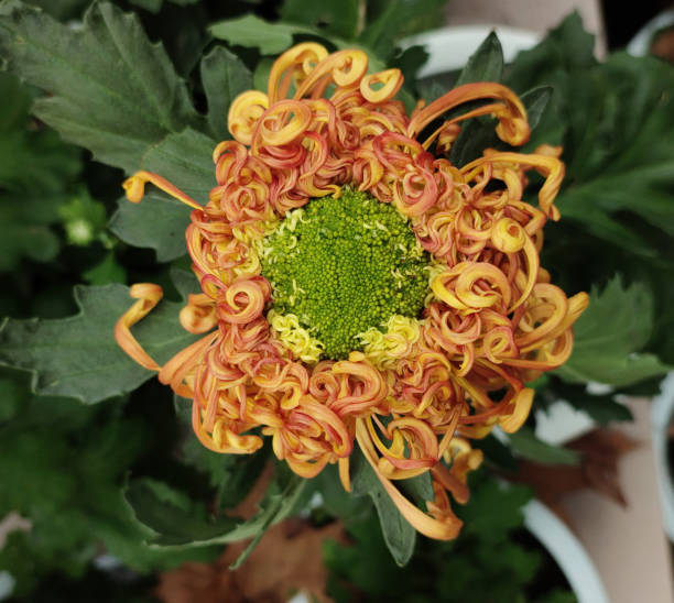 chrysanthemum blossom with orange petals and green stamens chrysanthemum blossom with orange petals and green stamens in the garden long stamened stock pictures, royalty-free photos & images