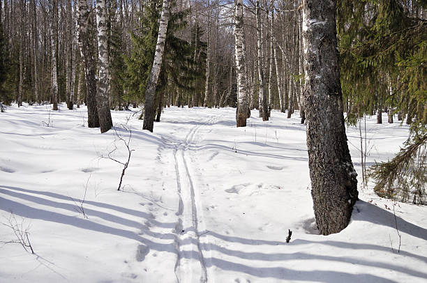 冬のスキーコースには樺の森 - rural scene russia ski track footpath ストックフォトと画像