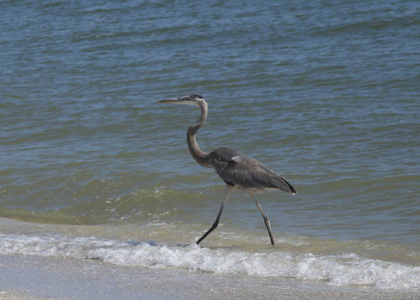 istock Great Blue Heron (ardea herodias) wading in the surf 1351949089