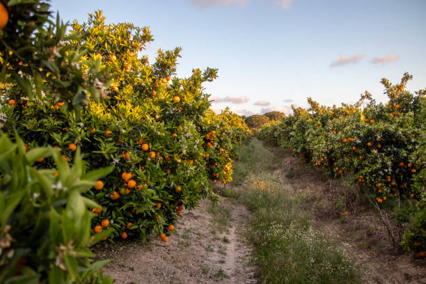 Mandarin and orange plantation farm. Citrus, mandarin and orange plantation farm. Located in the province of Huelva, Spain. Ecological food concept. orange tree photos stock pictures, royalty-free photos & images