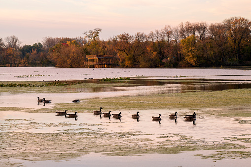Geese swim in the lake at John Heinz National Wildlife Refuge