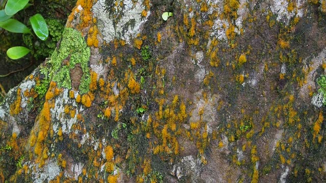 lichen detail nature in the rain forest with moss on the rock