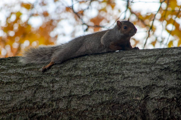 Squirrel on a tree in Autumn stock photo