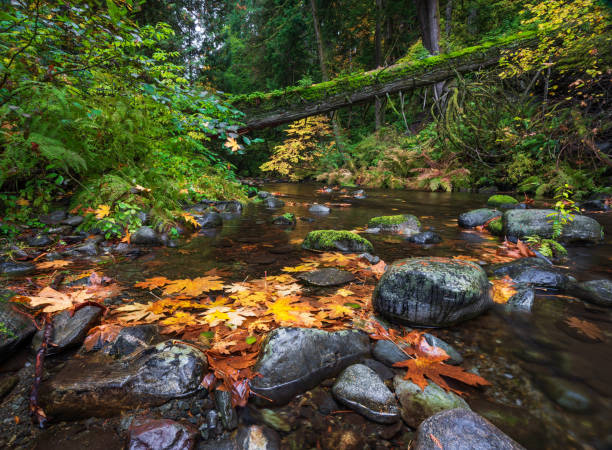 Goldstream Provincial Park in Autumn stock photo