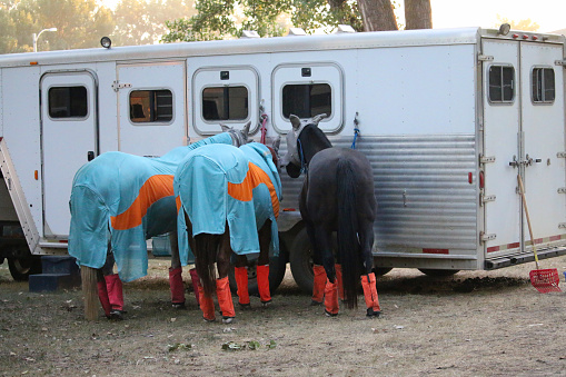 Horses wearings protective fly sheet rug and fly masks and fly boots to keep shoo the flies off while tied to a horse trailer. This protects them against insects and pests.