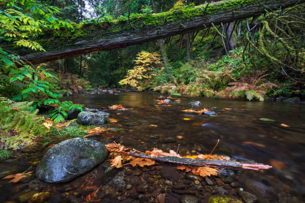 istock Goldstream River in Autumn 1351952745