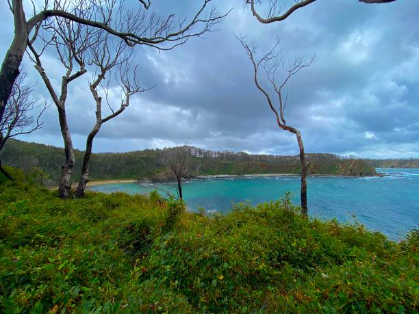 istock Post-Fire Beach in Australia 1351952758