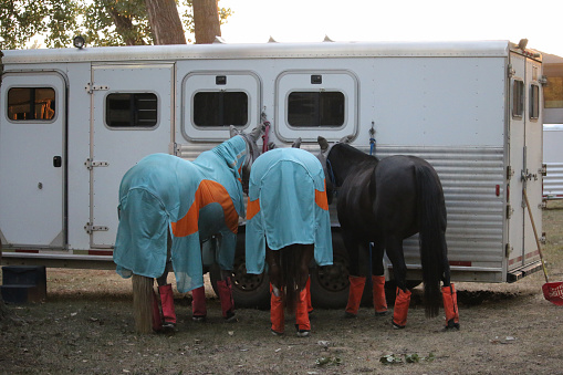 Horses wearings protective fly sheet rugand fly masks and fly boots to keep shoo the flies off while tied to a horse trailer. This protects them against insects and pests.