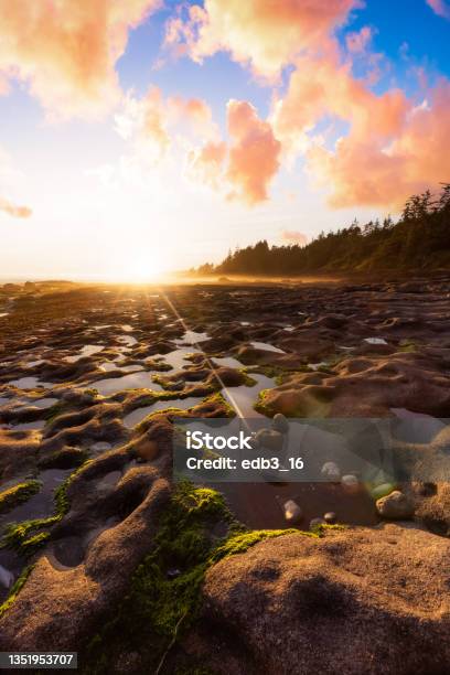 Botanical Beach On The West Coast Of Pacific Ocean Stock Photo - Download Image Now