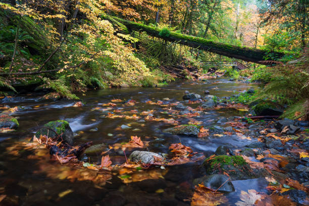 Goldstream River in Autumn stock photo