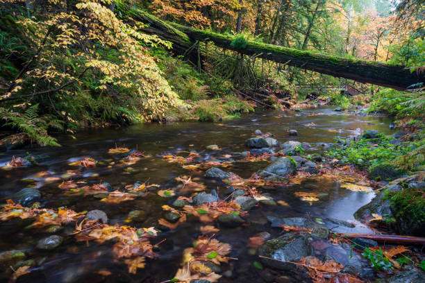 istock Goldstream Provincial Park in Autumn 1351953771